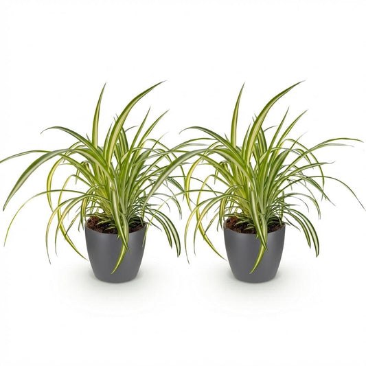 Green boutiQ - Zimmerpflanze - Chlorophytum comosum Variegatum - Bunte Graslilie - Haustierfreundliche Pflanze - Grün - 2 Pflanzen - mit Potter Grau - Topf 12cm - Höhe 20cm