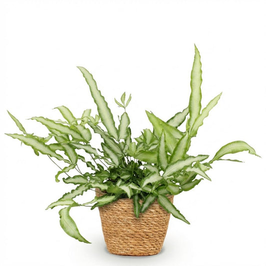 Green boutiQ - Zimmerpflanze - Pteris cretica Albolineata - Schwertfarn - Haustierfreundliche Pflanze - Grün - 1 Pflanze - mit Korb - Topf 12cm - Höhe 20cm