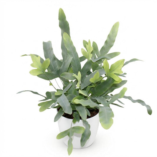 Green boutiQ - Zimmerpflanze - Phlebodium aureum Blue Star - Blaue Farn - Haustierfreundliche Pflanze - Blau - 1 Pflanze - mit Potter Weiß - Topf 12cm - Höhe 25cm
