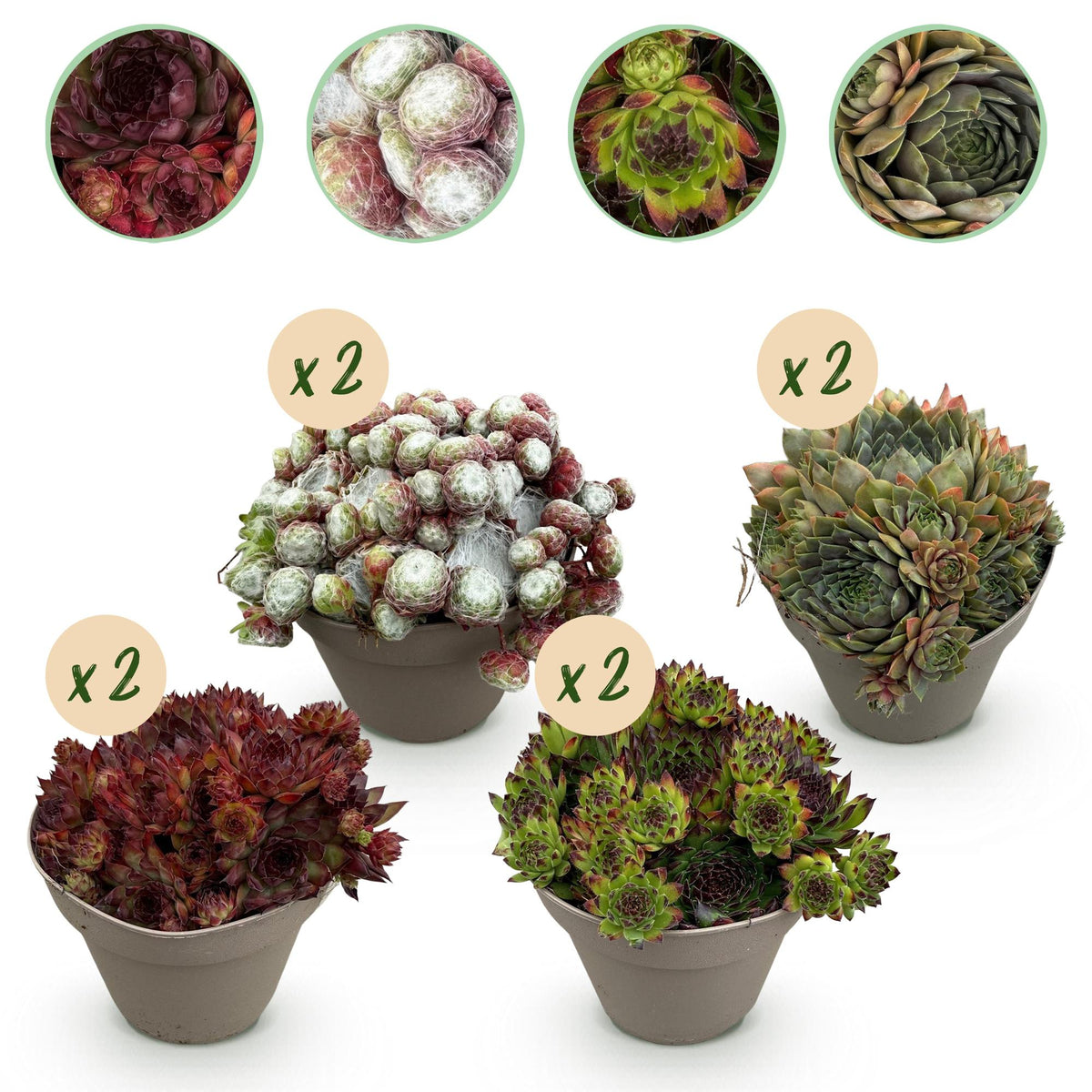GreenboutiQ - Bodendecker - Winterhart - Sempervivum Big Sam - 8 Pflanzen - Verschiedene Farben - Wenig Pflege - Topf 14cm Höhe 17cm