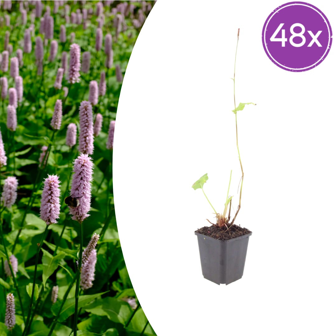Persicaria affinis Superba Winterharte Staude Ø9cm 48 Stück