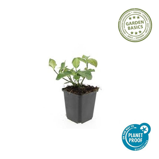 Spindelstrauch – Euonymus fortunei 'Dart's Blanket' – ↕10-25 cm – Ø9 cm – 6 Pflanzen – Bodendecker – Schattentolerant – Winterhart – Pflegeleicht