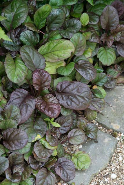 Großblättriger Günsel – Ajuga reptans 'Catlin's Giant' – 6 Pflanzen – Bodendecker mit großen Blättern & blauen Blüten – Winterhart & pflegeleicht – Höhe 10-25cm