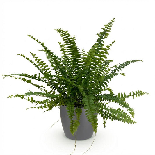 Green boutiQ - Zimmerpflanze - Nephrolepsis exaltata Green Lady - Farn - Haustierfreundliche Pflanze - Grün - 1 Pflanze - mit Potter Grau - Topf 12cm - Höhe 25cm