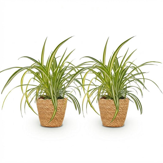 Green boutiQ - Zimmerpflanze - Chlorophytum comosum Variegatum - Bunte Graslilie - Haustierfreundliche Pflanze - Grün - 2 Pflanzen - mit Korb - Topf 12cm - Höhe 20cm