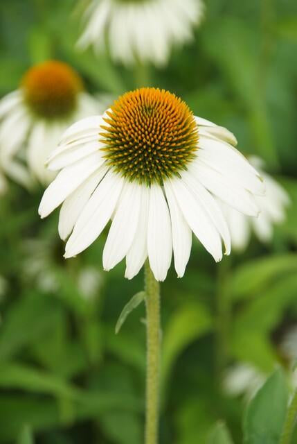 Scheinsonnenhut – Echinacea purpurea 'White Swan' – ↑10-25cm – Ø9cm – 6 Pflanzen – Weiße Blüten, Bienen- und Schmetterlingsfreundlich, pflegeleicht, robuste Staude