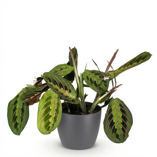 Green boutiQ - Zimmerpflanze - Maranta Fascinator Tricolour - Gebetsblatt - Haustierfreundliche Pflanze - Grün - 1 Pflanze - mit Potter Grau - Topf 12cm - Höhe 25cm