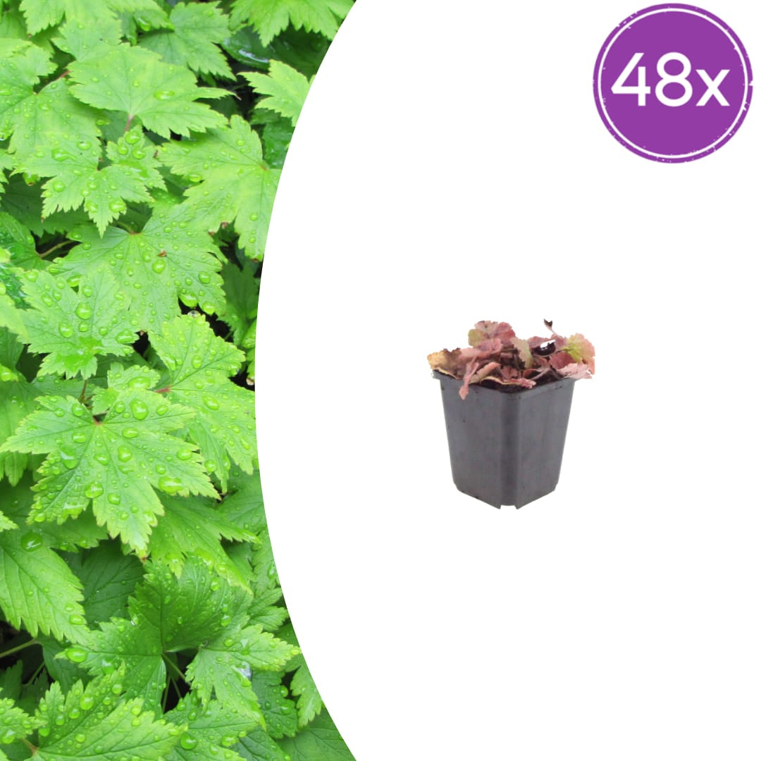 Tiarella cordifolia – 48 Pflanzen – Ø9cm – Höhe 10-25cm – Winterharte Schattenstaude – Weiße Blüten – Bodendecker für Gehölzrand, Beet & Waldgarten - Oasis of Life