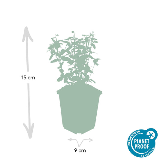 Immergrüne Kriechspindel – Euonymus fortunei radicans – ↕10-25 cm – Ø9 cm – 6 Pflanzen – Bodendecker – Pflegeleicht & Winterhart – Garten, Beete & Zäune