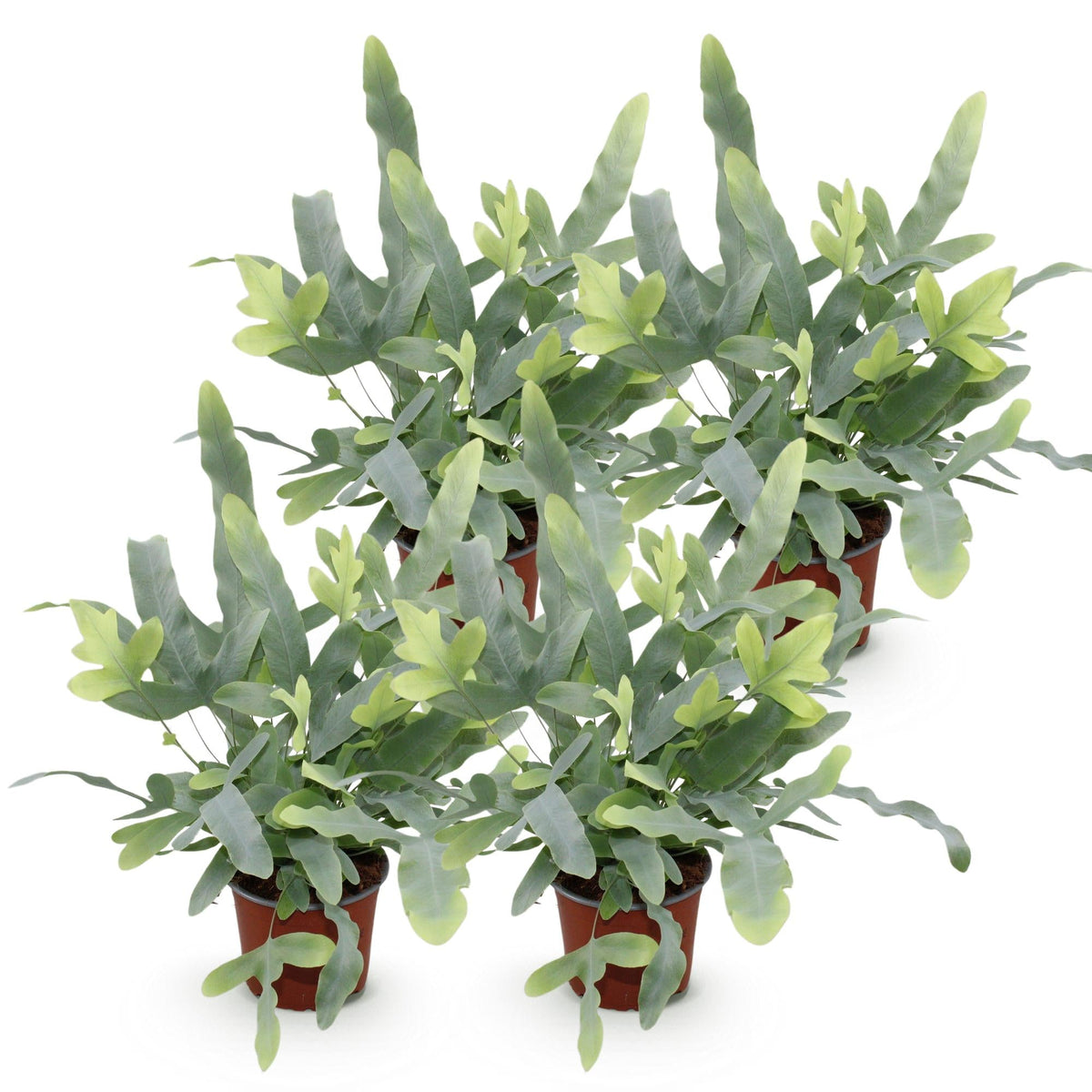 Green boutiQ - Zimmerpflanze - Phlebodium aureum Blue Star - Blaue Farn - Haustierfreundlich - Blau - 4 Pflanzen - Topf 12cm - Höhe 25-30cm