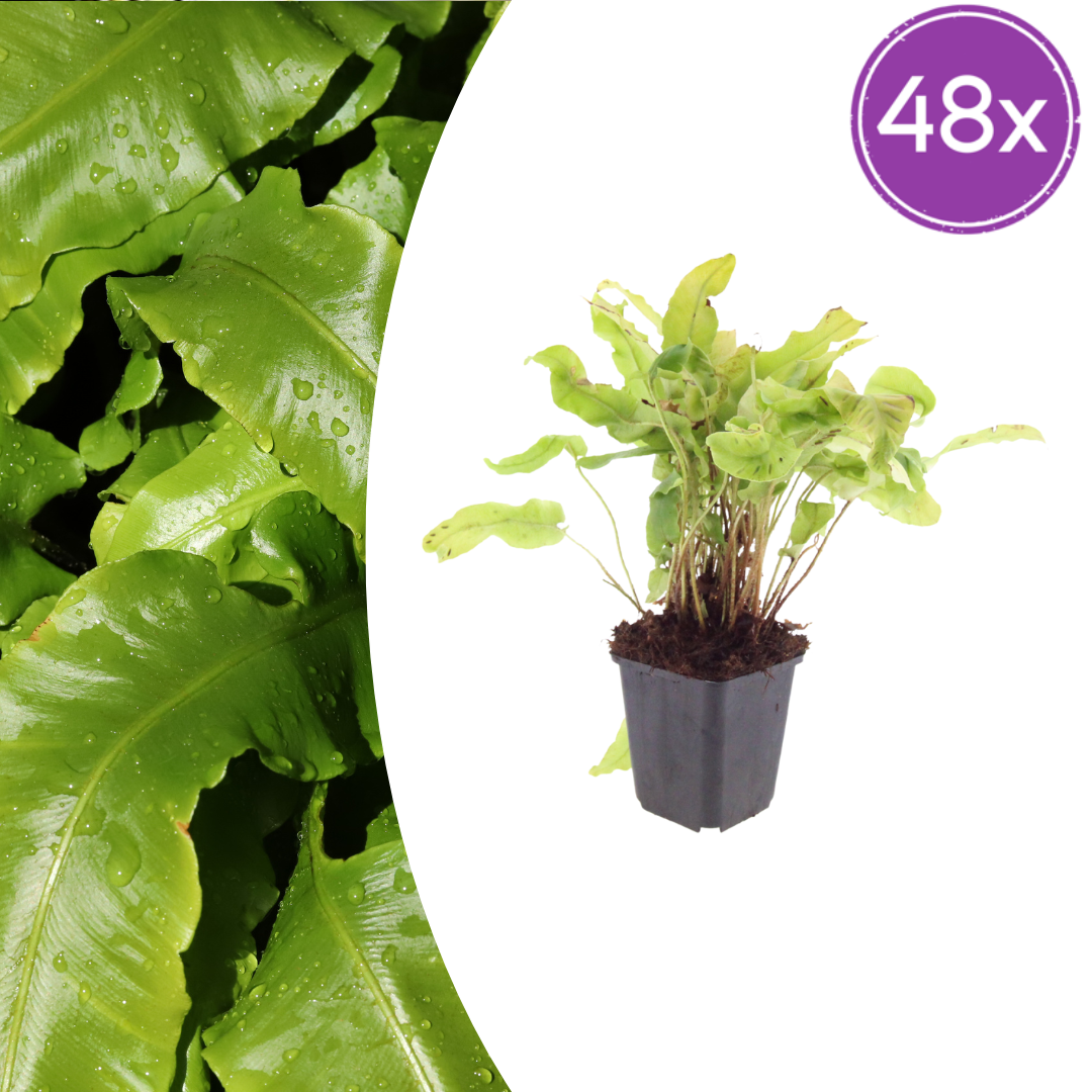 Hirschzungenfarn Asplenium scolopendrium – 48 Pflanzen – Immergrüner Farn für Schatten & Halbschatten – Strukturpflanze für Garten & Beet – 10-25cm – Ø9cm – Winterhart - Oasis of Life