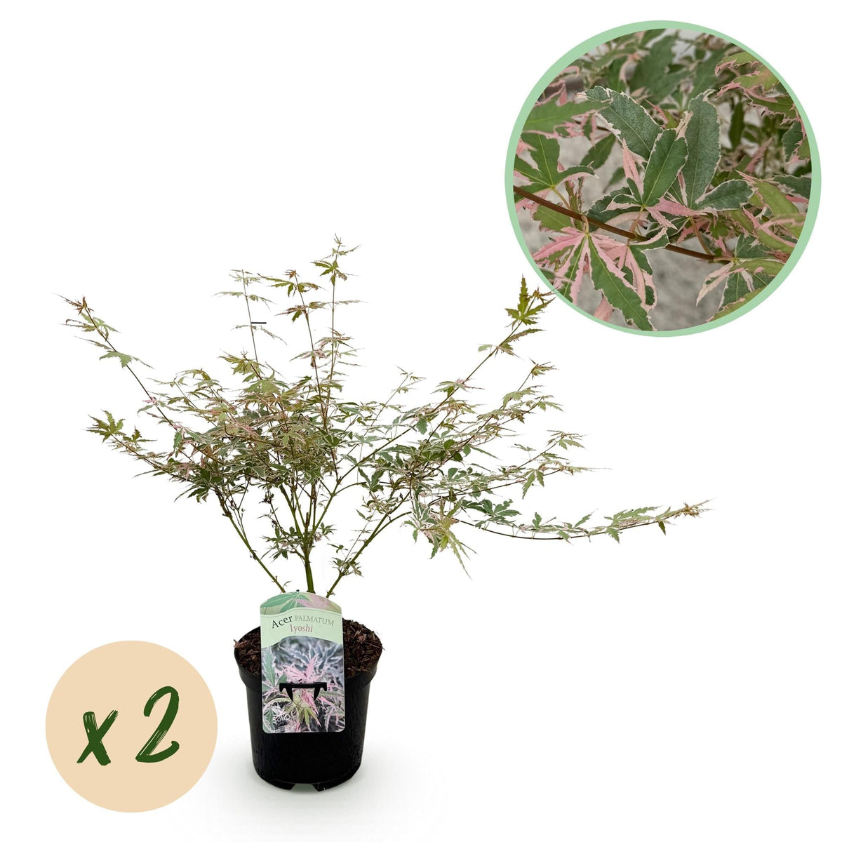 Japanischer Ahorn – Acer palmatum Iyoshi – 2 Pflanzen im 19 cm Topf – 70 cm hoch – Balkon- & Terrassenpflanze – Rosa Herbstfärbung – Zierahorn für Garten & Kübel