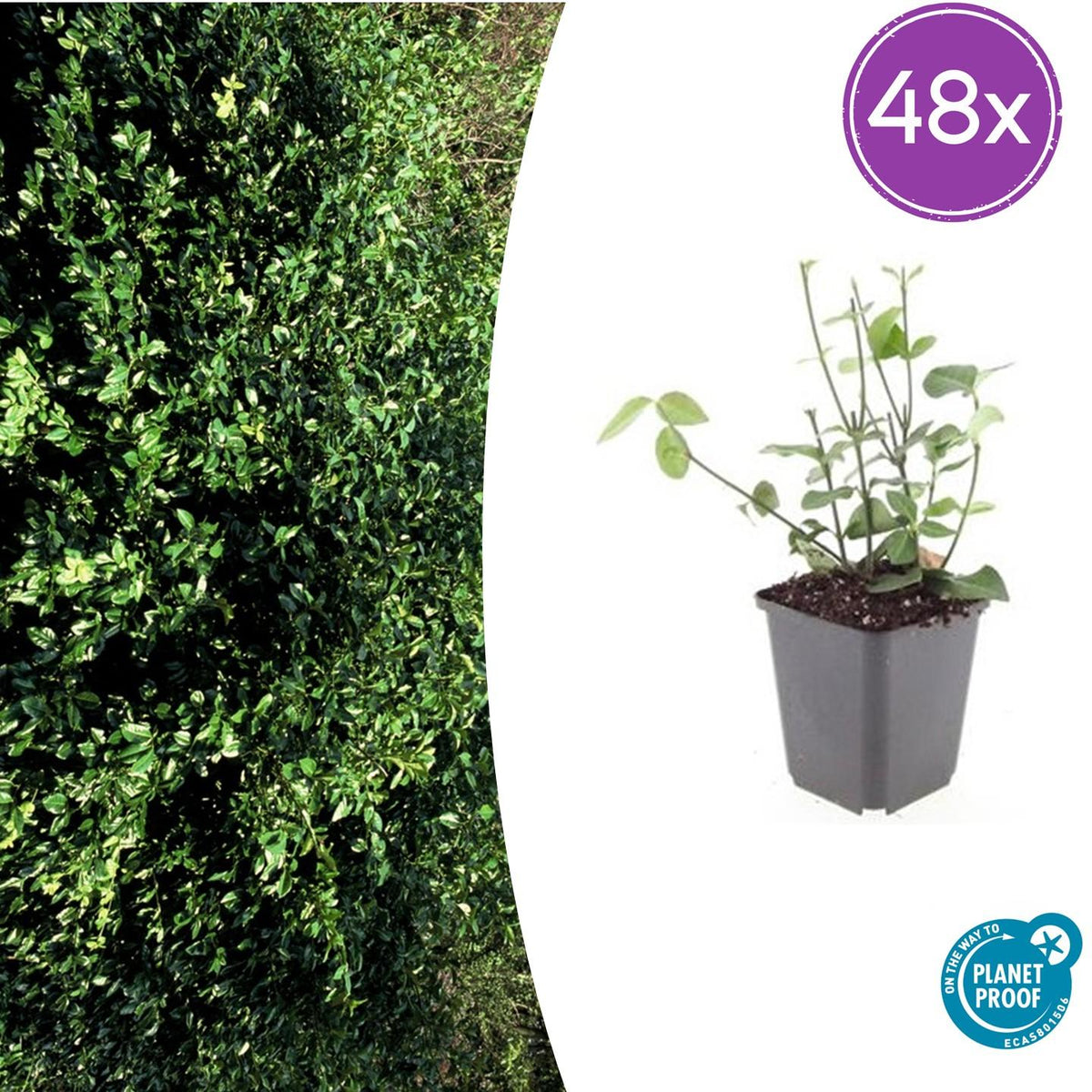 Euonymus fortunei 'Coloratus' – Immergrüner Bodendecker – 48 Pflanzen – Tiefgrünes Laub & Herbstfärbung – Ø9cm – ↕10–25cm – Winterhart & pflegeleicht