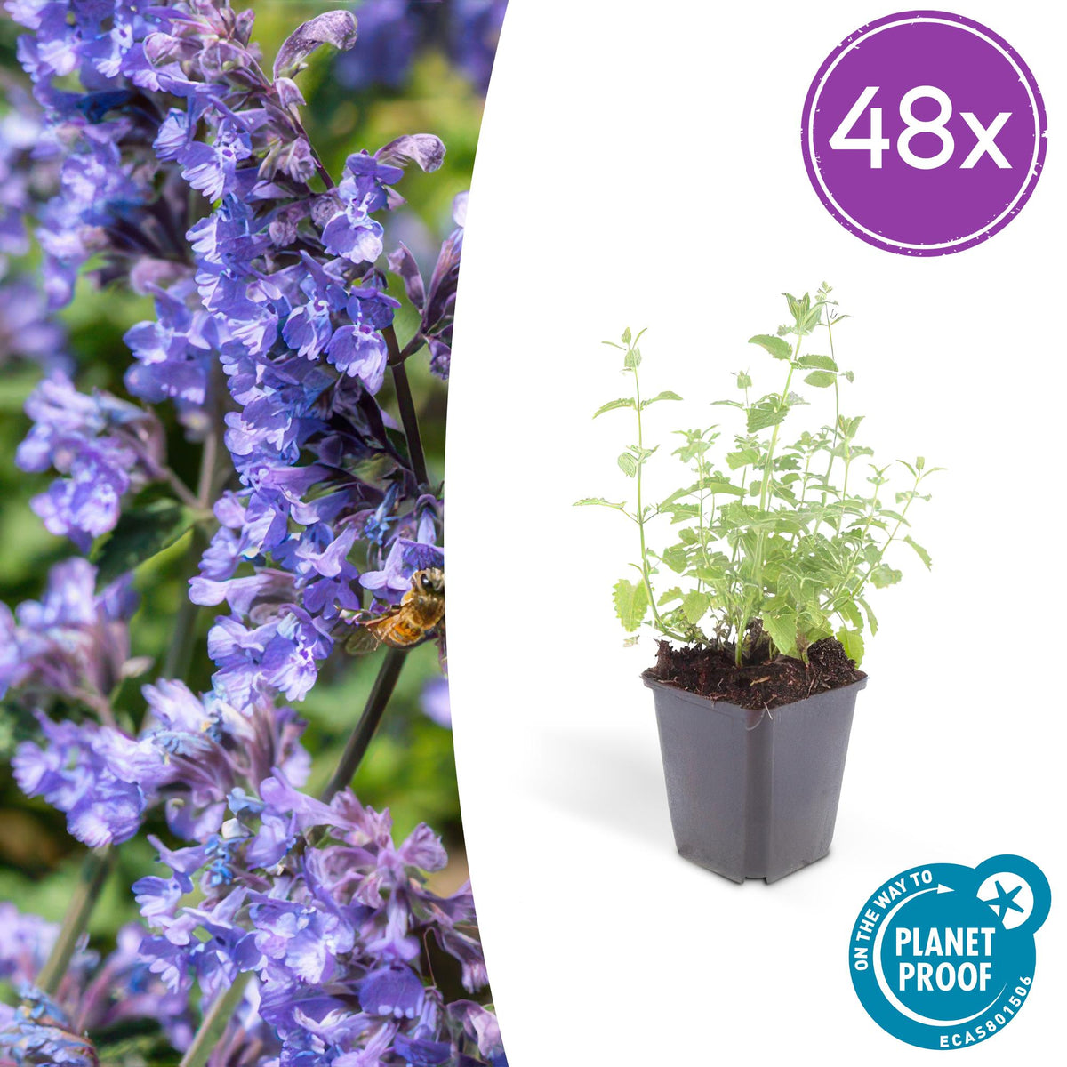 Nepeta 'Six Hills Giant' – 48 Pflanzen – ↕10-25 cm – Ø9 cm – Lila-Blau blühende Staude – Bienenfreundlich – Pflegeleicht – Sonniger Standort