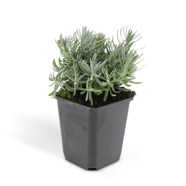 Gartenpflanzen