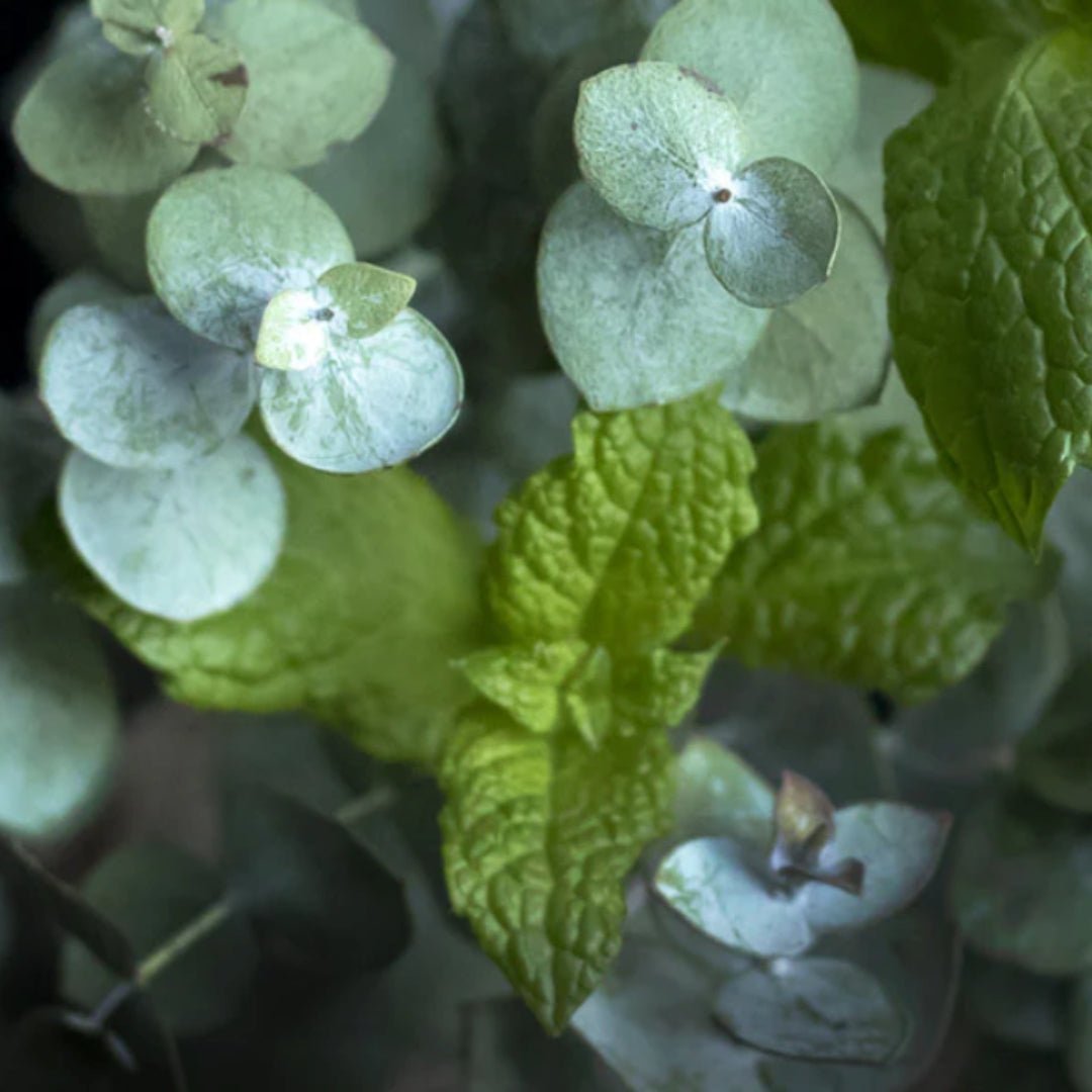 Duftkerze Eucalyptus & Mint Gardening Collection