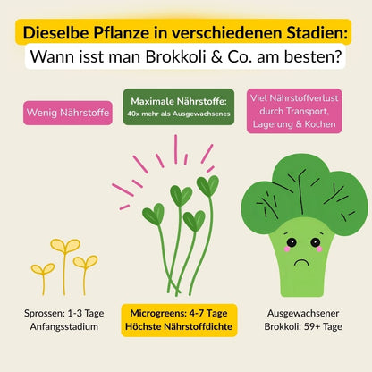 Microgreens Anzuchtset - Echtholz Traum 