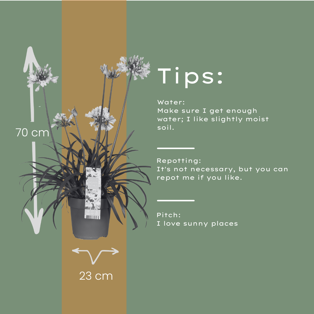 Agapanthus Everwhite Ø23cm