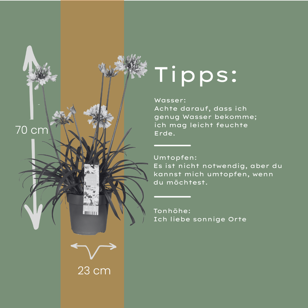 Agapanthus Everwhite Ø23cm