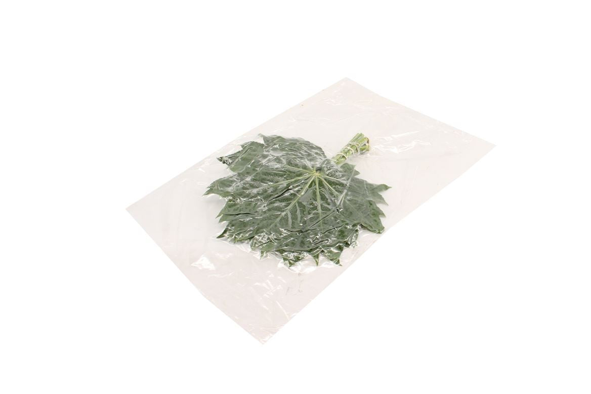 Aralia Baby Blätter 50Stiele – 5Bund à 10Stiele – Schnittgrün 25cm Stiellänge – dekoratives Blattgrün für Vase, Strauß & Floristik – ideal für Hochzeit, Event & Tischdeko 