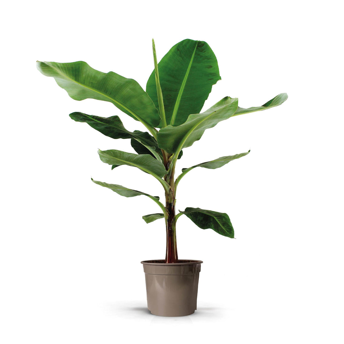 Bananenpflanze Musa Große tropische Zimmerpflanze mit dekorativen Blättern Ø27cm