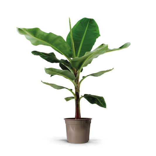 Bananenpflanze Musa Große tropische Zimmerpflanze mit dekorativen Blättern Ø27cm
