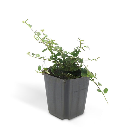 Cotoneaster prostratus ‘Queen of Carpets’ Ø9cm