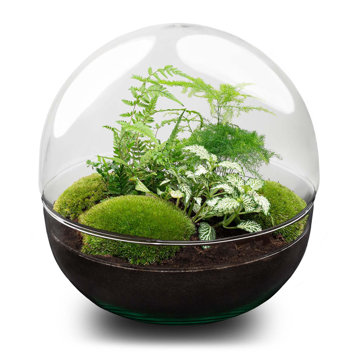 Flaschengarten DIY Bausatz Terrarium Kuppel XL Ø30cm