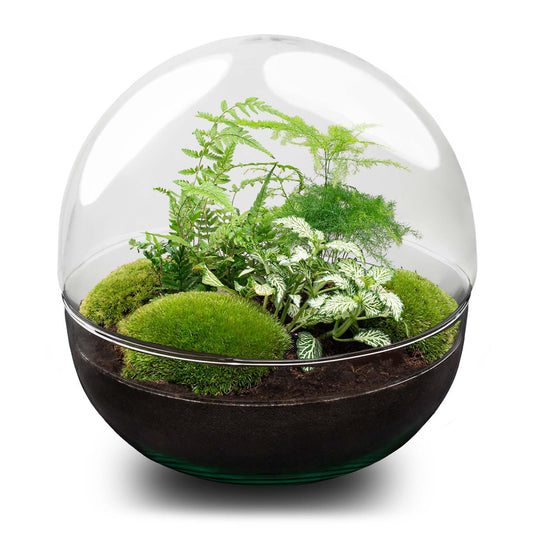 Flaschengarten DIY Bausatz Terrarium Kuppel XL Ø30cm