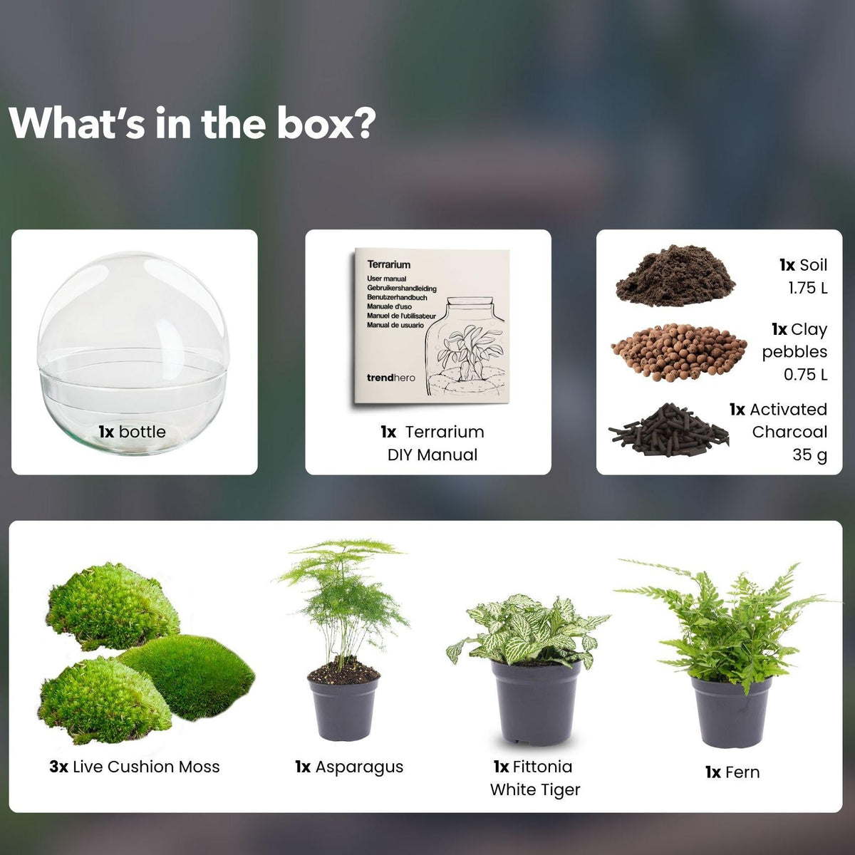 Flaschengarten DIY Bausatz Terrarium Kuppel XL Ø30cm – Ansicht 7