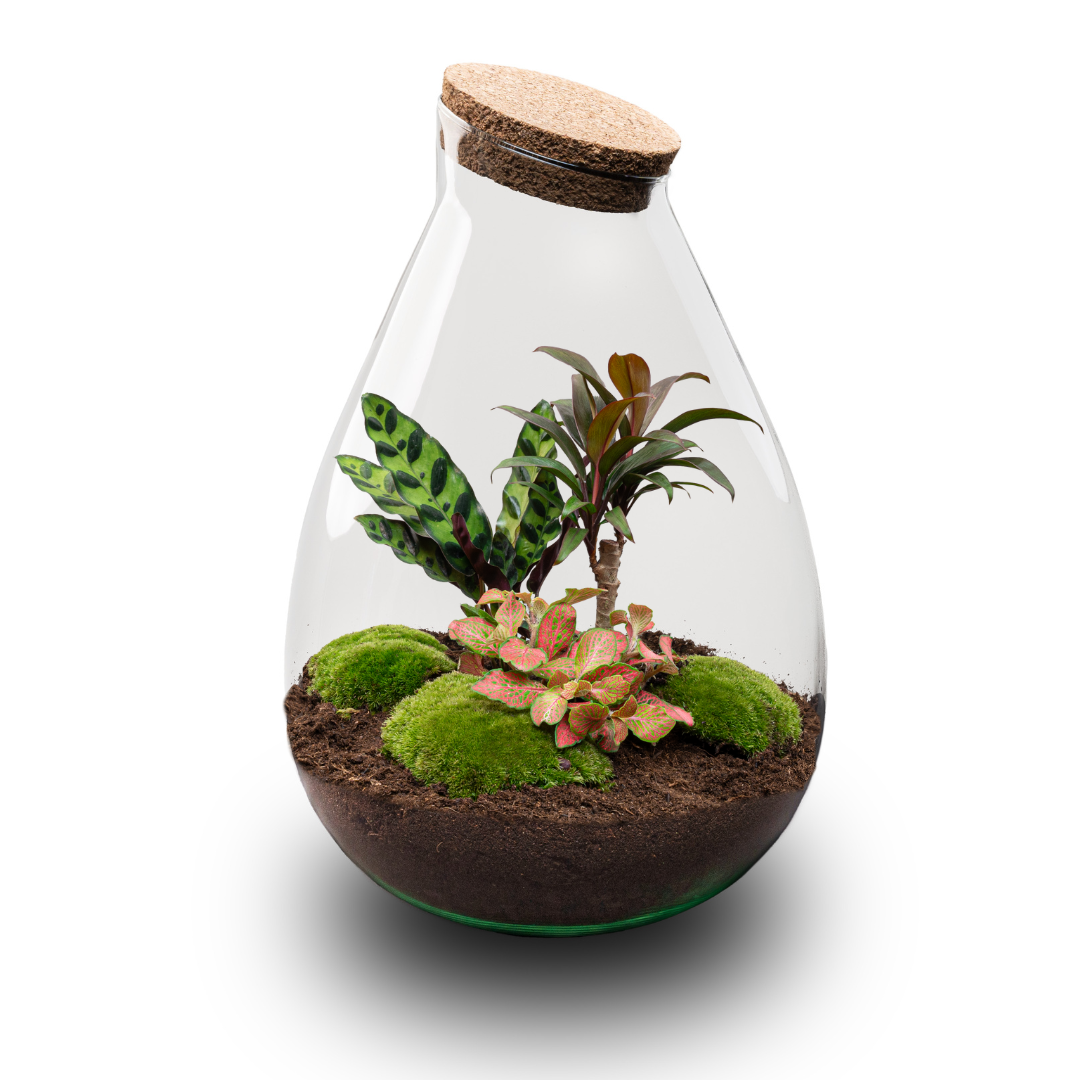 Flaschengarten Drop XL – Do – it – yourself Terrarium mit Korkdeckel – Ø29cm x H37cm – DIY