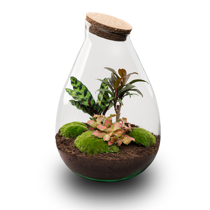 Flaschengarten Drop XL – Do – it – yourself Terrarium mit Korkdeckel – Ø29cm x H37cm – DIY