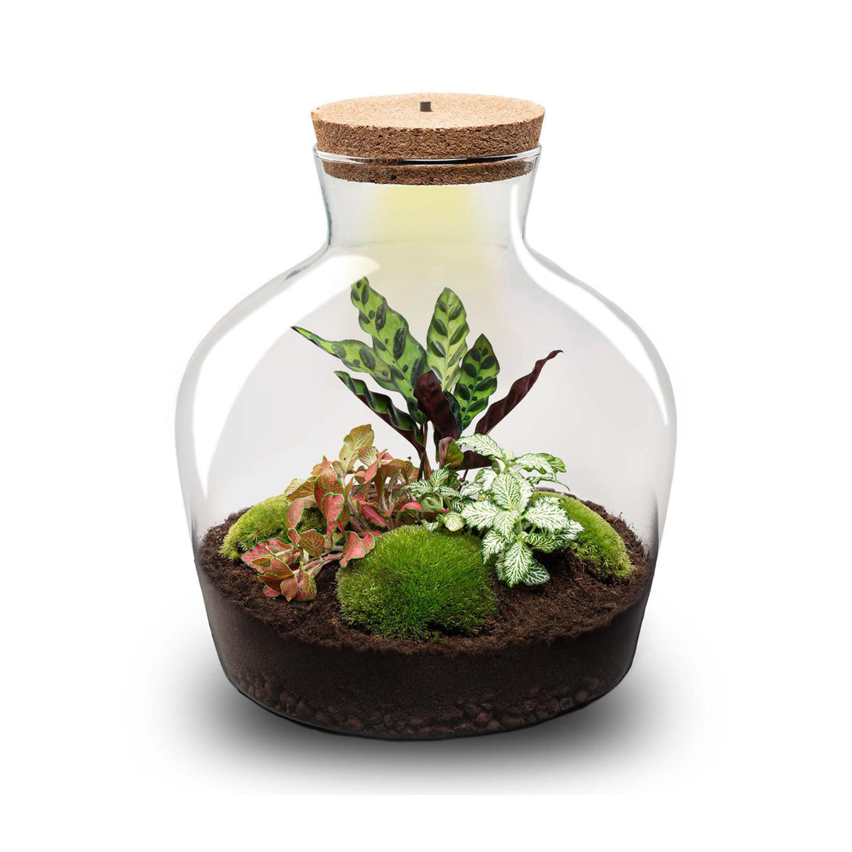 Flaschengarten DIY Bausatz – Terrarium Fat Joe Rot – Ø29cm x ↕30cm