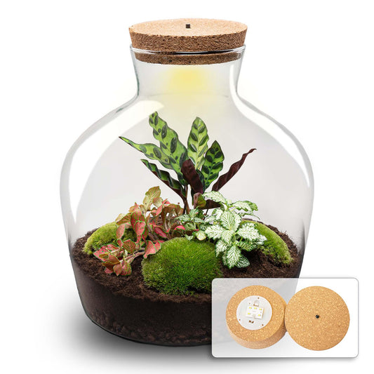 Flaschengarten DIY Bausatz – Terrarium Fat Joe Rot – Ø29cm x ↕30cm – Ansicht 2