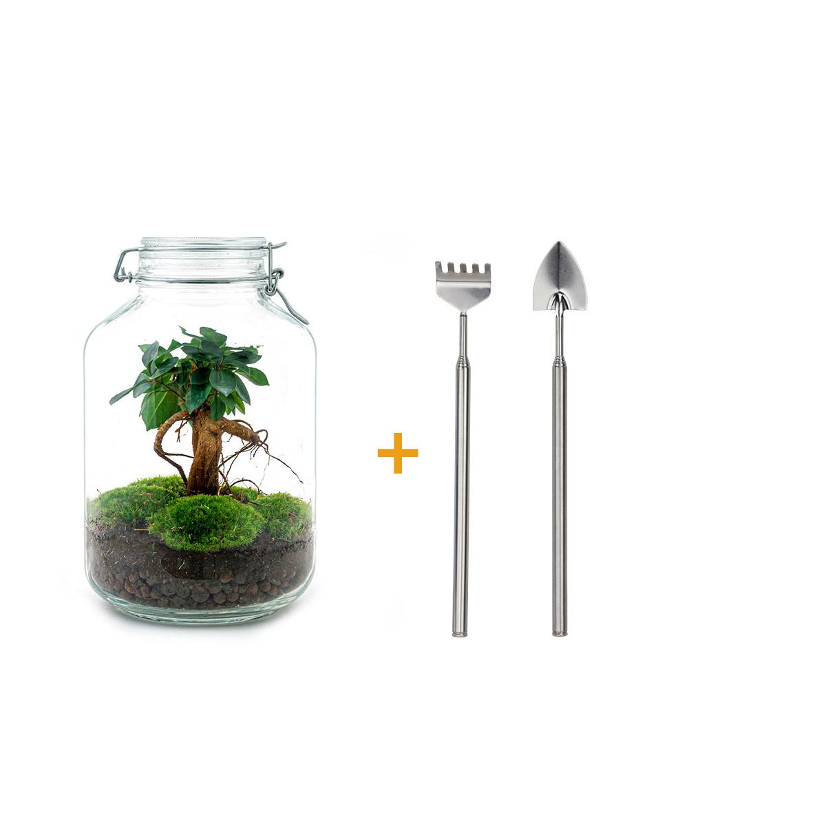 Flaschengarten DIY Bausatz Ficus Ginseng Bonsai – Terrarium Ø18cm H28cm – Selbstbewässerndes Mini – Ansicht 4