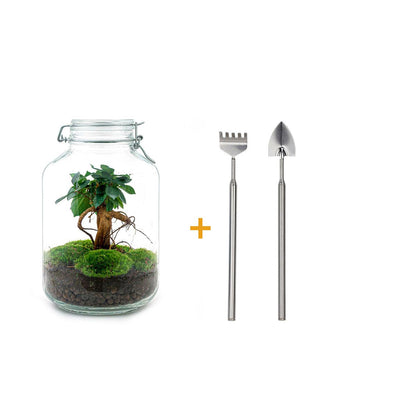 Flaschengarten DIY Bausatz Ficus Ginseng Bonsai – Terrarium Ø18cm H28cm – Selbstbewässerndes Mini – Ansicht 4