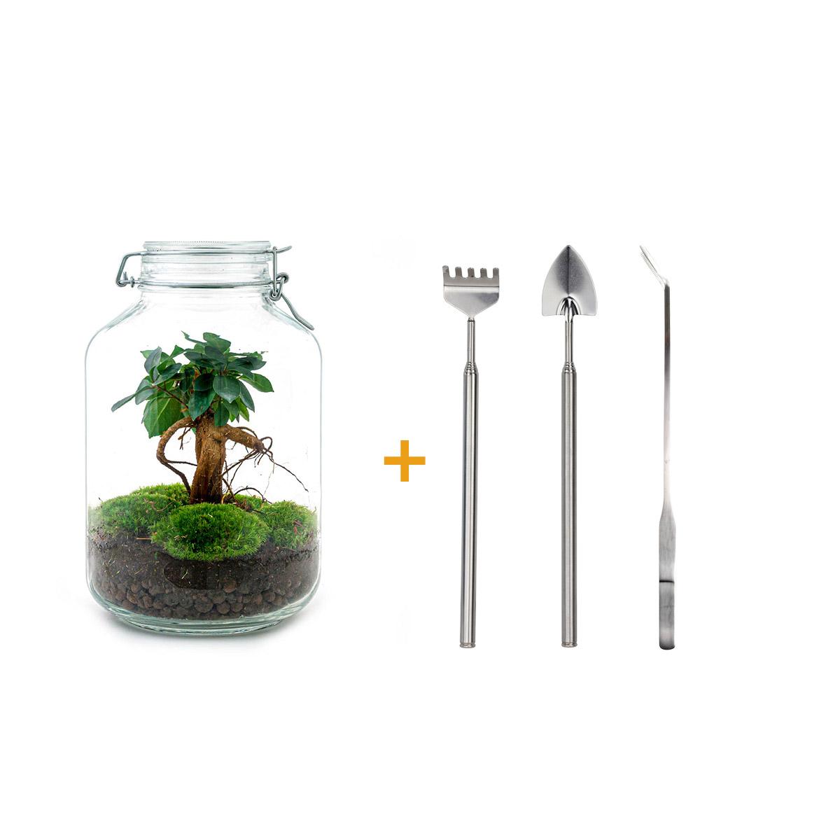 Flaschengarten DIY Bausatz Ficus Ginseng Bonsai – Terrarium Ø18cm H28cm – Selbstbewässerndes Mini – Ansicht 5
