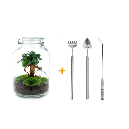 Flaschengarten DIY Bausatz Ficus Ginseng Bonsai – Terrarium Ø18cm H28cm – Selbstbewässerndes Mini – Ansicht 5