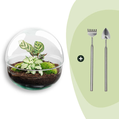 DIY Flaschengarten Set – Dome Glas – Ø20cm x H20cm – Mini – Biotop mit Pflanzen & Moos – Ansicht 5