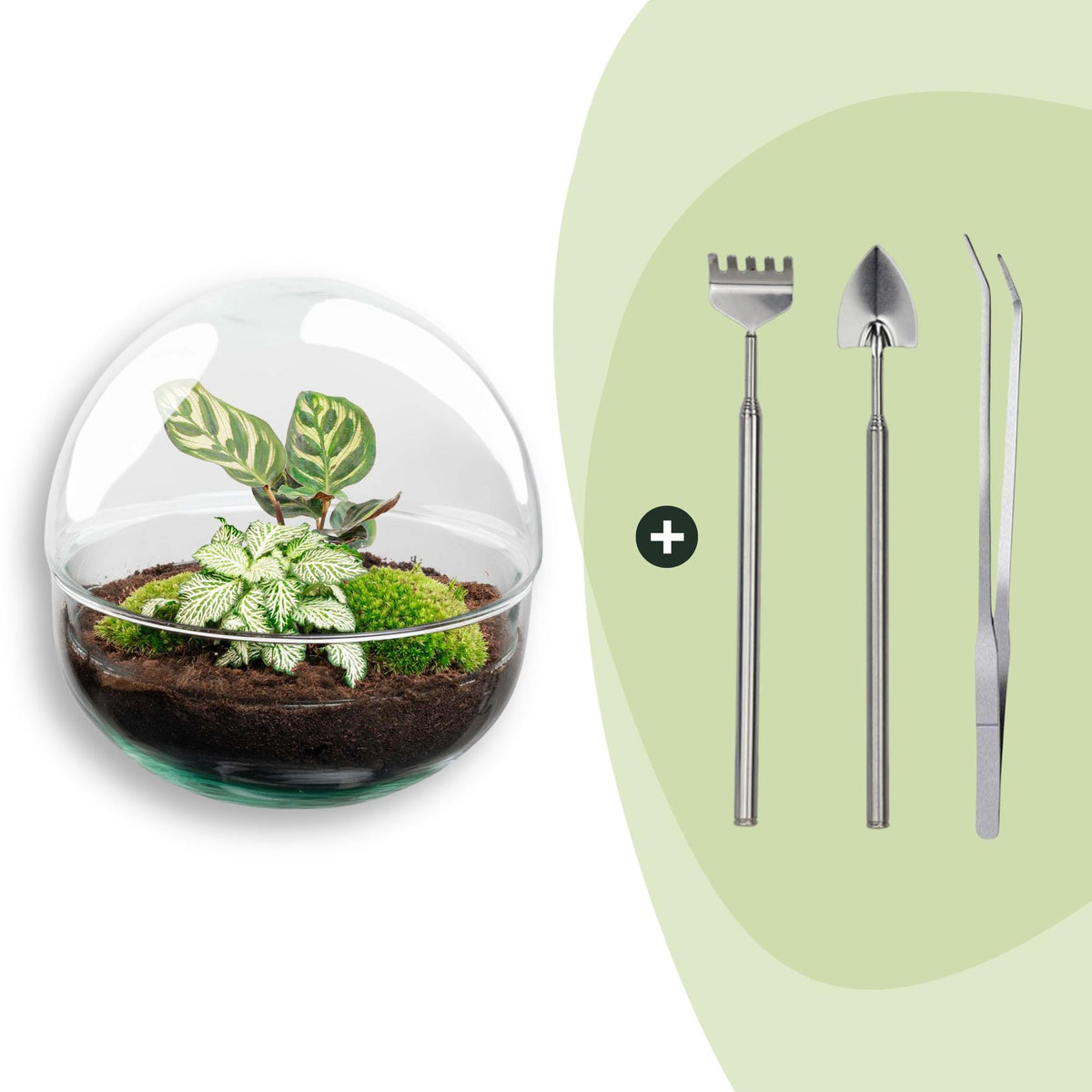 DIY Flaschengarten Set – Dome Glas – Ø20cm x H20cm – Mini – Biotop mit Pflanzen & Moos – Ansicht 6