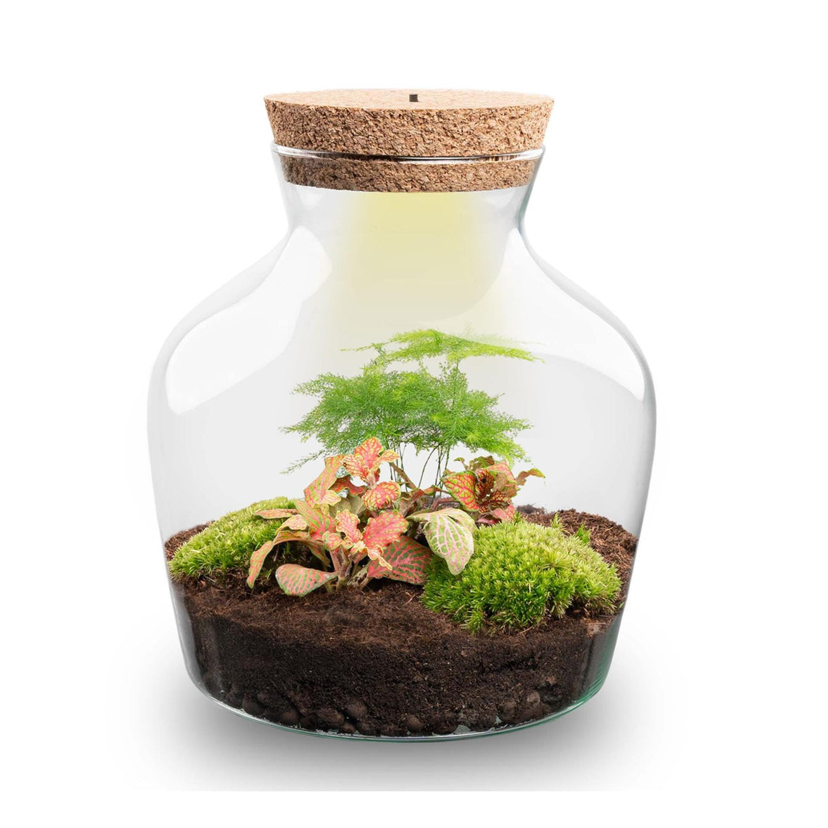 Flaschengarten Little Joe – DIY Bausatz Terrarium – ↕21,5cm – Do It Yourself Pflanzen – Set im Glas