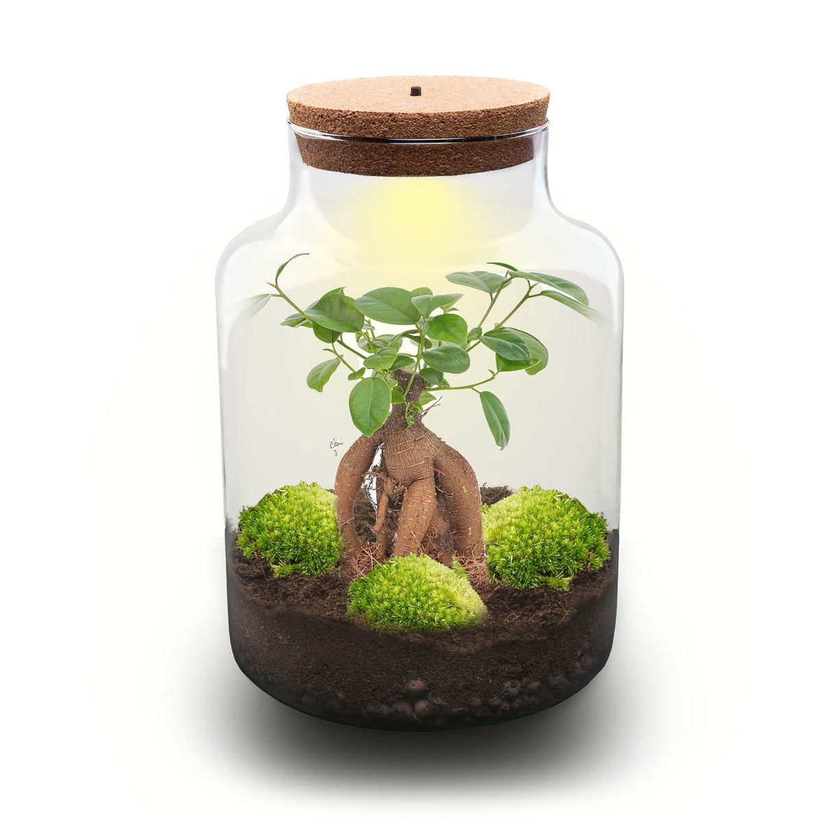 Flaschengarten DIY Bausatz Terrarium Milky Bonsai – Ø21cm – ↕30cm – Do – It