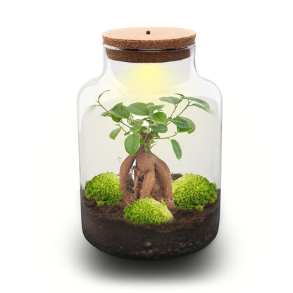 Flaschengarten DIY Bausatz Terrarium Milky Bonsai – Ø21cm – ↕30cm – Do – It