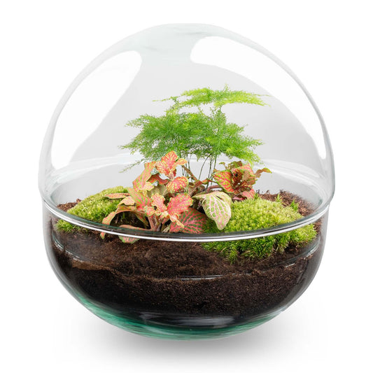 DIY Flaschengarten Set – Dome Glas Rot – Ø20cm x H20cm – Ansicht 2