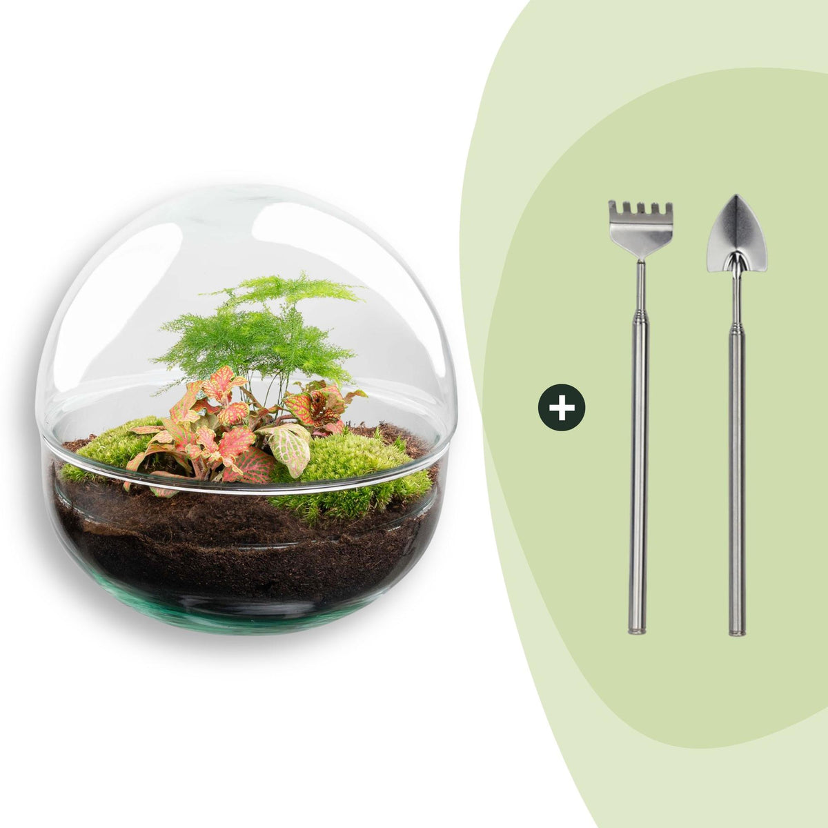 DIY Flaschengarten Set – Dome Glas Rot – Ø20cm x H20cm – Ansicht 7