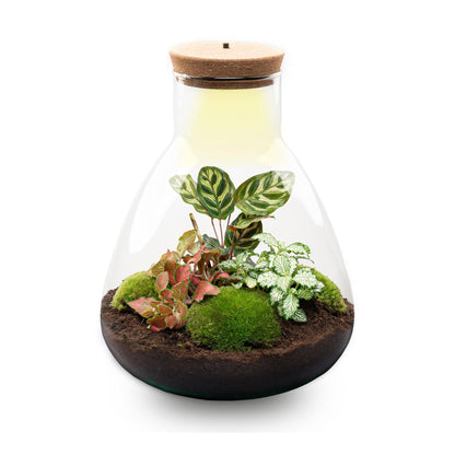 Flaschengarten Sam Calathea mit LED – DIY Bausatz Terrarium – ↕30cm – Do It Yourself Pflanzen – Set