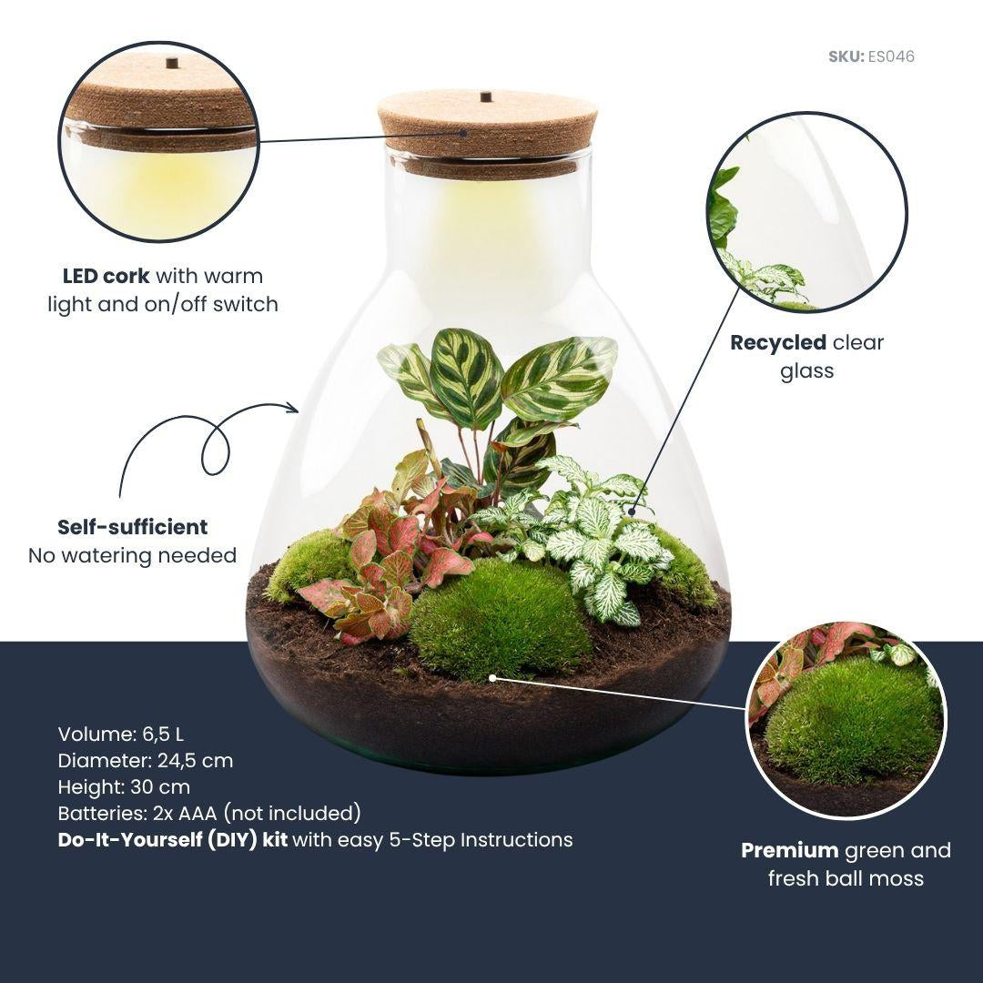Flaschengarten Sam Calathea mit LED – DIY Bausatz Terrarium – ↕30cm – Do It Yourself Pflanzen – Set – Ansicht 6
