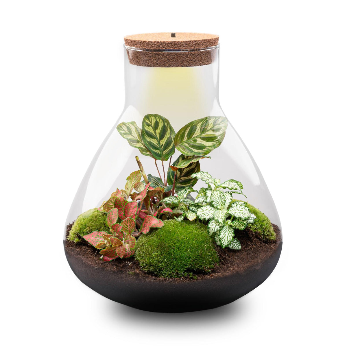 Flaschengarten Sam XL Rot – DIY Bausatz Terrarium – ↕35cm – Do It Yourself Pflanzen – Set – Autarkes Mini