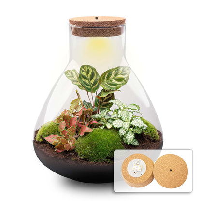 Flaschengarten Sam XL Rot – DIY Bausatz Terrarium – ↕35cm – Do It Yourself Pflanzen – Set – Autarkes Mini – Ansicht 2