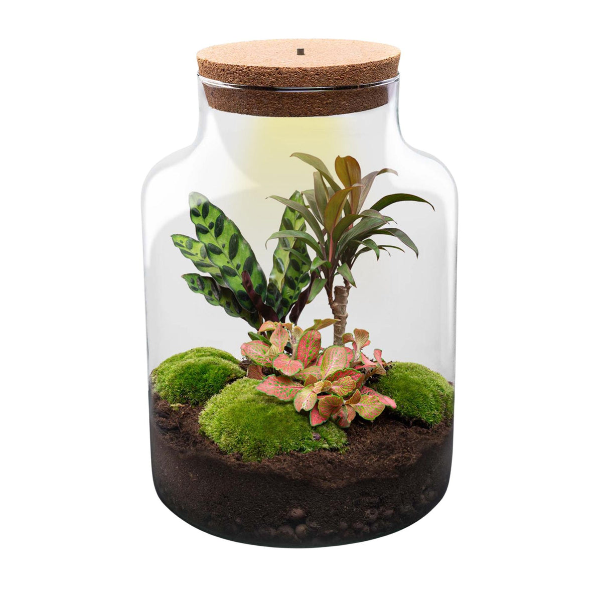 Flaschengarten Milky – DIY Bausatz Terrarium – ↕30cm – Do It Yourself Pflanzen – Set im Glas mit Korkdeckel